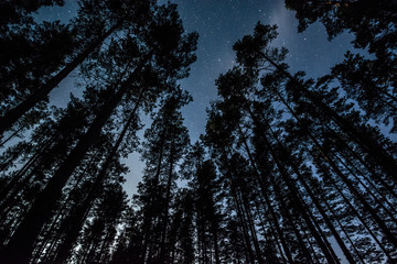 Wall Mural - Stars over the trees at summer night on dark sky. Starfall. Milky way. Pine trees on the foreground.