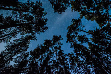 Wall Mural - Stars over the trees at summer night on dark sky. Starfall. Milky way. Pine trees on the foreground.