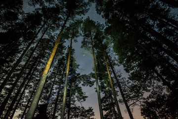 Wall Mural - Stars over the trees at summer night on dark sky. Starfall. Milky way. Pine trees. Man standing with torch light mounted on the head.