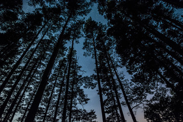 Wall Mural - Stars over the trees at summer night on dark sky. Starfall. Milky way. Pine trees on the foreground.