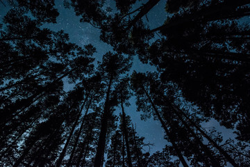 Wall Mural - Stars over the trees at summer night on dark sky. Starfall. Milky way. Pine trees on the foreground.