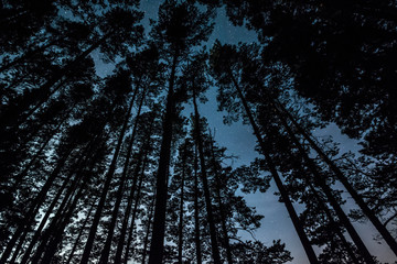 Wall Mural - Stars over the trees at summer night on dark sky. Starfall. Milky way. Pine trees on the foreground.