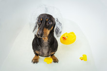Funny  Dachshund, Black And Tan, Takes A Bath With Yellow Plastic Duck, Wearing A Bathing Cap. Dog Washes