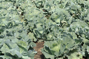 Poster - Field with headed cabbage plants