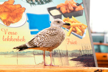 Young Seagull Waiting For Food On A Table On Front Of An Advertisement For Fish And Chips