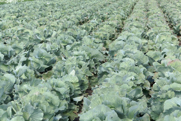 Poster - Field with headed cabbage plants