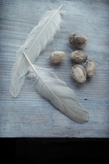 Wall Mural - vintage feathers and squirting cucumber on the wood