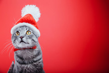 Grey Tabby Cat Wears Santa's Hat On Red Background. Christmas And New Year Concept