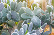 Cactus in the tropical deserts of North America close up.