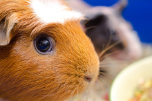 Portrait Of A Cute Guinea Pig With A Skinny Guinea Pig In The Background