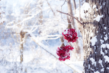 Winter Frozen Viburnum Under Snow. Viburnum In The Snow. Autumn and snow. Beautiful winter. Winter wind. Icicles. Frost