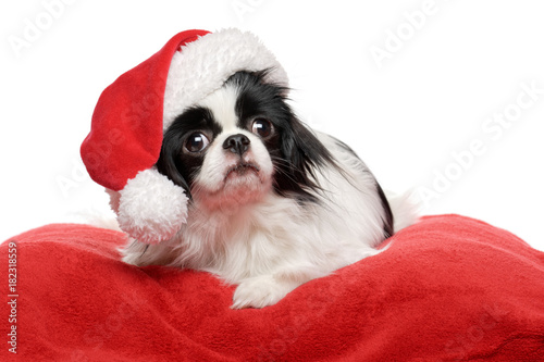 Fotomural Lovely Japanese Chin dog in a Santa hat is lying on a red plush bed cover
