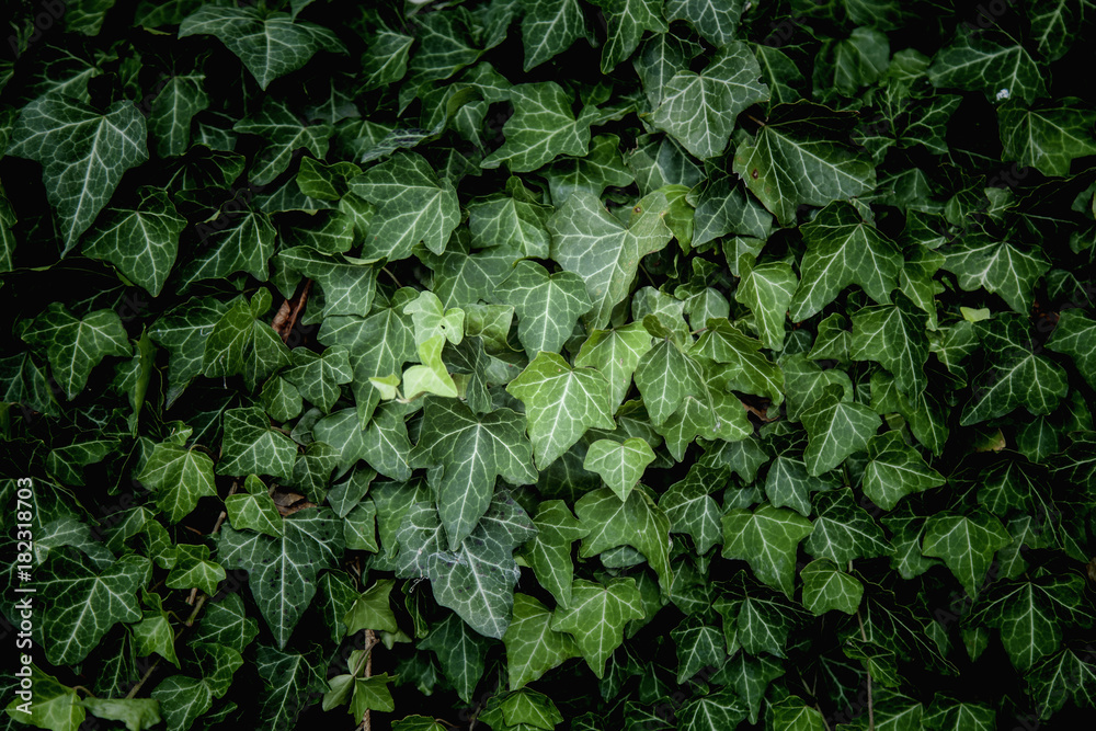 Ivy Texture, green leaves background, leaf pattern - obrazy, fototapety, plakaty 