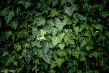 Ivy Texture, Green Leaves Background, Leaf Pattern