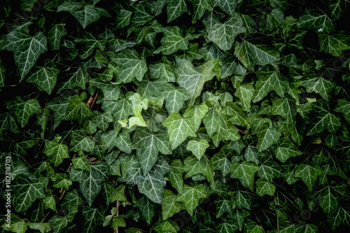 Fotografía Ivy Texture, green leaves background, leaf pattern