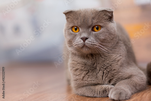 Cat Breed Scottish Fold Brown Color With Orange Eyes Lying On The