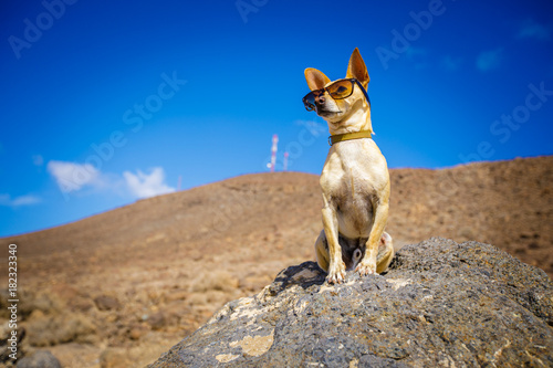 Chihuahua Dog Watching And Looking At The Mountain Outside On