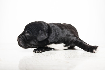 newborn puppy