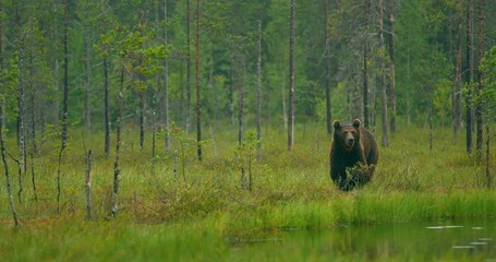 Wall Mural - wild adult brown bear walking in the forest while raining