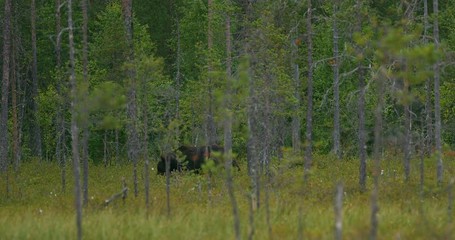 Wall Mural - large brown bear walking free in the dense forest