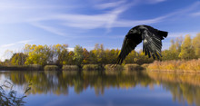 Lake With Silhouette Of A Flying Bird - Bedfont Lake Country Park, London, United Kingdom