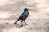 Fototapeta Tęcza - Cape Glossy Starling