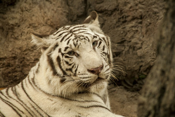 White tiger 