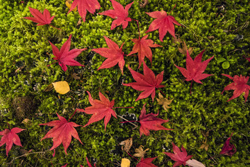 Wall Mural - Mossy leaves in the northwest