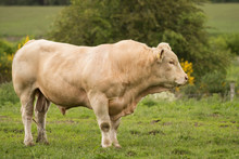 Charolais Bull Portrait
