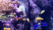 4K HD Video of many clownfish, or anemonefish,  and blue tang swimming around a coral reef. Thirty species of clownfish are recognized. Paracanthurus hepatus is a species of Indo Pacific surgeonfish.