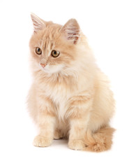 Wall Mural - Cute little red kitten isolated on white background