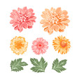 Set of chrysanthemum flowers elements. Botanical illustration. Collection of mum on a white background. Vector illustration bundle.