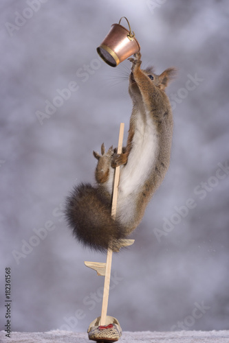 Fotografia, Obraz squirrel holding on to bucket on stilts