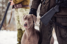 Hunter And His Weimaraner Dog By A River In The Winter Hunting Season.