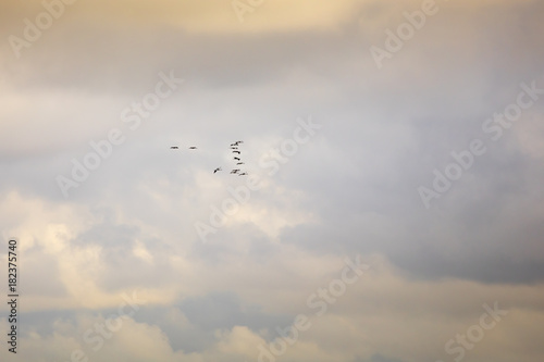 Cuadros en Lienzo Kraniche und Wolken am Himmel, Nationalpark Vorpommersche Boddenlandschaft, Fisc