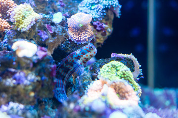 Wall Mural - Orange Spotted Blenny (Blenniella chrysospilos) in reef tank