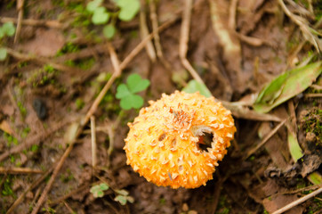 Musroom growth on ground in the forest