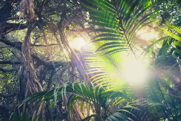 inside rainforest ,sunburst through palm trees