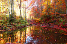 A Small Pond On The Stream In The Autumn Forest