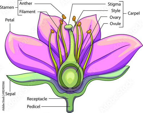 Lily Flower Structure