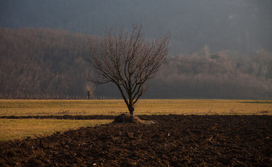 Canvas Print - albero pensieri solitudine