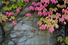 Wall With Climbing Vine Leaves Changing Color