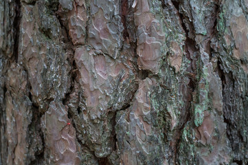 Texture of pine tree bark