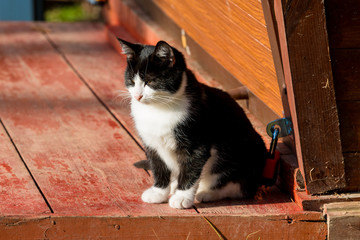 Sticker - Beautiful  cat.  cat  on a sunny day