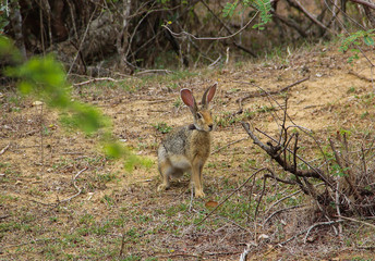 A hare in the wild