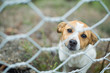 Small dog standing behind a metal wire fence, looking scared and helpless