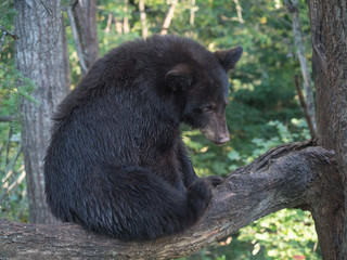 Wall Mural - cub in tree 5