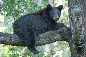 Wall Mural - cub in tree 4