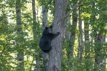 Wall Mural - cub climbing 2