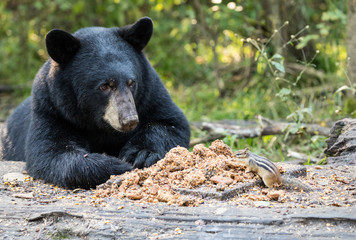 Wall Mural - bear sharing dinner